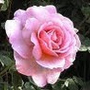 Meet your Posher, Betsy